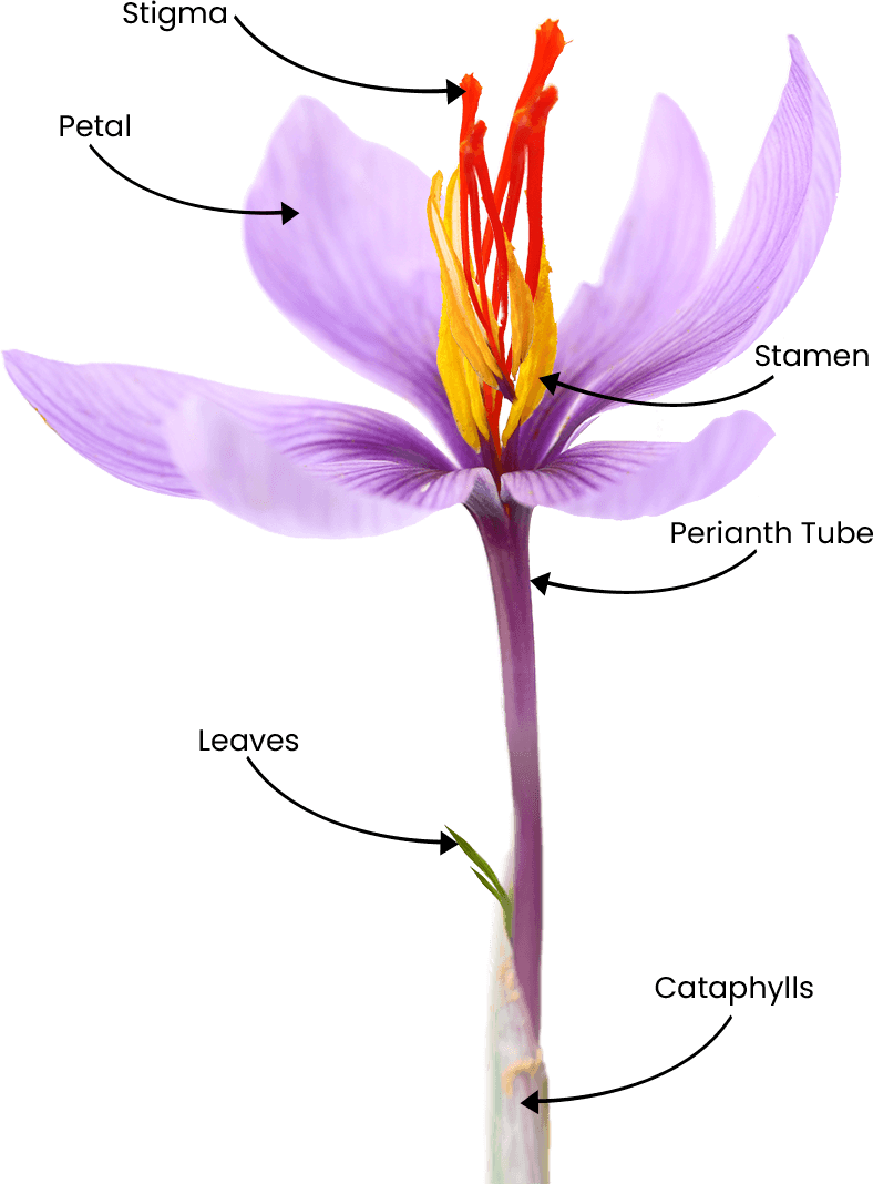 Saffron
